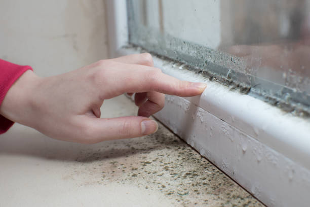 Best Dehumidification Services  in Somerset, WI